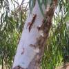 SAFLAX - Roter Fluss - Eucalyptus - 200 Samen - Eucalyptus camaldulensis Bild 7