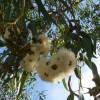 SAFLAX - Roter Fluss - Eucalyptus - 200 Samen - Eucalyptus camaldulensis Bild 9