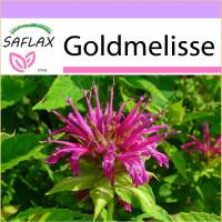 SAFLAX - Kräuter - Goldmelisse - 20 Samen - Monarda didyma Bild 1