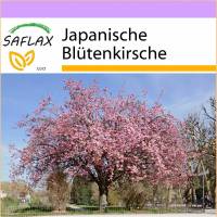 SAFLAX - Japanische Blütenkirsche - 30 Samen - Prunus serrulata Bild 1