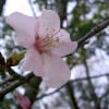 SAFLAX - Japanische Blütenkirsche - 30 Samen - Prunus serrulata Bild 3