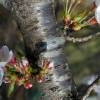 SAFLAX - Japanische Blütenkirsche - 30 Samen - Prunus serrulata Bild 4