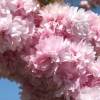 SAFLAX - Japanische Blütenkirsche - 30 Samen - Prunus serrulata Bild 5