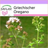 SAFLAX - Kräuter - Griechischer Oregano - 600 Samen - Origanum vulgare Bild 1