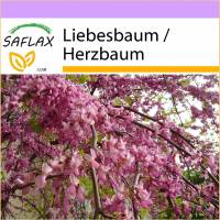 SAFLAX - Liebesbaum / Herzbaum - 60 Samen - Cercis siliquastrum Bild 1