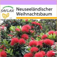 SAFLAX - Neuseeländischer Weihnachtsbaum - 300 Samen - Metrosideros excelsa Bild 1