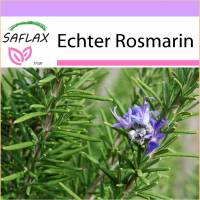 SAFLAX - Kräuter - Echter Rosmarin - 100 Samen - Rosmarinus officinalis Bild 1