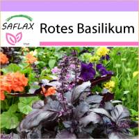 SAFLAX - Kräuter - Rotes Basilikum - 200 Samen - Ocimum basilicum Bild 1