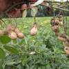 SAFLAX - Erdnuß - 8 Samen - Arachis hypogaea Bild 5