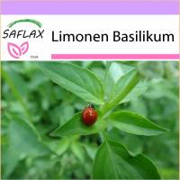 SAFLAX - Kräuter - Limonen Basilikum - 200 Samen - Ocimum citriodorum Bild 1