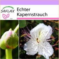 SAFLAX - Kräuter - Echter Kapernstrauch - 25 Samen - Capparis spinosa Bild 1