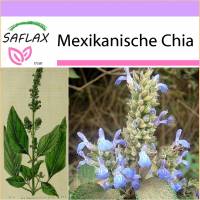 SAFLAX - Kräuter - Mexikanische Chia - 500 Samen - Salvia hispanica Bild 1