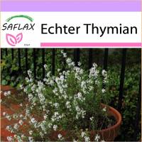 SAFLAX - Kräuter - Echter Thymian - 200 Samen - Thymus vulgaris Bild 1