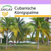 SAFLAX - Cubanische Königspalme - 8 Samen - Roystonia regia Bild 1