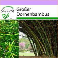 SAFLAX - Gräser-Bambus-Großer Dornenbambus - 50 Samen - Dendrocalamus arundinacea Bild 1