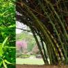 SAFLAX - Gräser-Bambus-Großer Dornenbambus - 50 Samen - Dendrocalamus arundinacea Bild 3