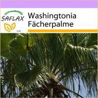 SAFLAX - Washingtonia Fächerpalme - 12 Samen - Washingtonia robusta Bild 1
