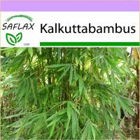 SAFLAX - Gräser-Bambus-Kalkuttabambus - 50 Samen - Dendrocalamus strictus Bild 1