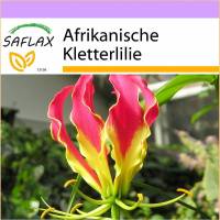 SAFLAX - Afrikanische Kletterlilie - 15 Samen - Gloriosa rothschildiana Bild 1
