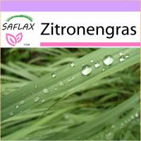 SAFLAX - Kräuter - Zitronengras - 50 Samen - Cymbopogon flexosus Bild 1