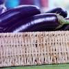 SAFLAX - BIO - Aubergine - Long Purple - 20 Samen - Solanum melongena Bild 6