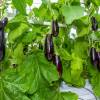 SAFLAX - BIO - Aubergine - Long Purple - 20 Samen - Solanum melongena Bild 7