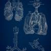 The Lung No. 2 - Patent-Style - Anatomie-Poster Bild 3