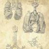 The Lung No. 2 - Patent-Style - Anatomie-Poster Bild 4