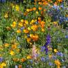SAFLAX - Wildblumen: Bergwiesen - 1000 Samen - 16 Wildflower Mix Bild 3