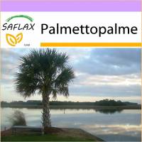 SAFLAX - Palmettopalme - 8 Samen - Sabal palmetto Bild 1
