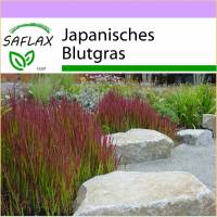 SAFLAX - Gräser-Bambus-Japanisches Blutgras - 50 Samen - Imperata cylindrica Bild 1