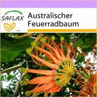 SAFLAX - Australischer Feuerradbaum - 20 Samen - Stenocarpus sinuatis Bild 1