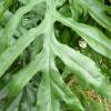 SAFLAX - Australischer Feuerradbaum - 20 Samen - Stenocarpus sinuatis Bild 4