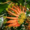 SAFLAX - Australischer Feuerradbaum - 20 Samen - Stenocarpus sinuatis Bild 6