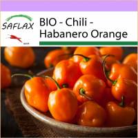 SAFLAX - BIO - Chili - Habanero Orange - 20 Samen - Capsicum annuum Bild 1