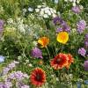 SAFLAX - Wildblumen: Insekten Paradies - 1000 Samen - 19 Wildflower Mix Bild 3