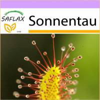 SAFLAX - Sonnentau - 200 Samen - Drosera capensis Bild 1