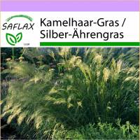 SAFLAX - Gräser-Bambus-Kamelhaar-Gras / Silber-Ährengras - 50 Samen - Stipa calamagrostis Bild 1