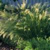 SAFLAX - Gräser-Bambus-Kamelhaar-Gras / Silber-Ährengras - 50 Samen - Stipa calamagrostis Bild 3