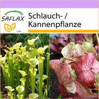 SAFLAX - Schlauch- / Kannenpflanze - 10 Samen - Sarracenia Mix Bild 1