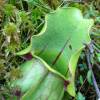 SAFLAX - Schlauch- / Kannenpflanze - 10 Samen - Sarracenia Mix Bild 3