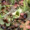 SAFLAX - Schlauch- / Kannenpflanze - 10 Samen - Sarracenia Mix Bild 4