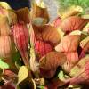 SAFLAX - Schlauch- / Kannenpflanze - 10 Samen - Sarracenia Mix Bild 5