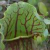 SAFLAX - Schlauch- / Kannenpflanze - 10 Samen - Sarracenia Mix Bild 7