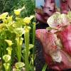 SAFLAX - Schlauch- / Kannenpflanze - 10 Samen - Sarracenia Mix Bild 9