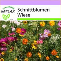 SAFLAX - Wildblumen: Schnittblumen Wiese - 1000 Samen - 20 Wildflower Mix Bild 1