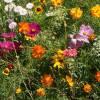 SAFLAX - Wildblumen: Schnittblumen Wiese - 1000 Samen - 20 Wildflower Mix Bild 3