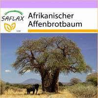 SAFLAX - Afrikanischer Affenbrotbaum - 6 Samen - Adansonia digitata Bild 1