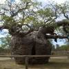 SAFLAX - Afrikanischer Affenbrotbaum - 6 Samen - Adansonia digitata Bild 4