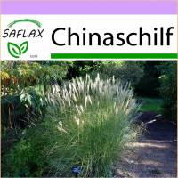 SAFLAX - Gräser-Bambus-Chinaschilf - 200 Samen - Miscanthus sinensis Bild 1